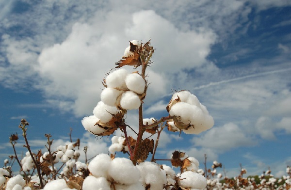 Nguồn gốc của chất vải cotton